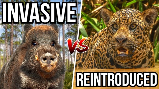 Reintroduction Success Stories - Wildlife Strikes Back At Invasive Species