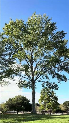 How a tree dances in the wind 🌳