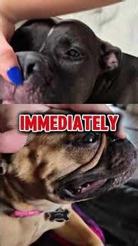 ​3 scary things dogs do that are actually normal #animals