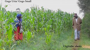 98K views · 3.6K reactions | Gogo small ni mwoga KOKWET CHRONICLES Gogo Small comedy | Arap Uria | Facebook