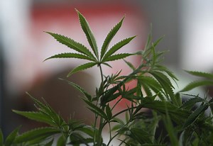 Colorado weighs strategy for guarding against marijuana crackdown