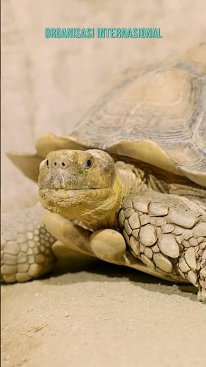 All About Sulcata Tortoises: The Most Popular Pet Land Turtle