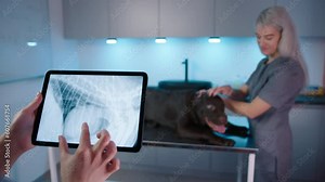 Brown Labrador Retriever pet standing on examination table as veterinarian assesses dogs health on tablet with X-Ray scans. Closeup vet hands holding touchpad. Doctor working modern veterinary clinic