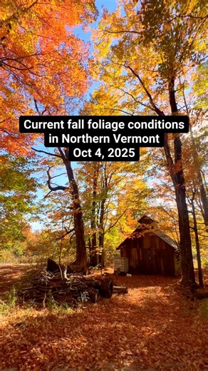 Current fall foliage Oct 4 2025 in Northern Vermont! If you are coming up this weekend or the first few days of this week, go to Vermont’s Northeast Kingdom and drive around!! Spots I love: Barton Lake Willoughby Island Pond Spots like Stowe and the Kancamangus Highway are pretty disappointing and already past peak and muted colors. HOWEVER!!! Northeast Kingdom is FANTASTIC! Only an hour drive north from Stowe and 1.25 hour drive north of the Kanc area so you can day trip which is what I’ve been