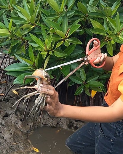 9.3K views · 187 reactions | Epic Low Tide Catch! Massive Mud Crabs Found Deep in the Swamp! #AmazingFishing #CatchCrab #Fishing | Nit Lifestyle | Facebook