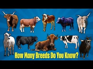 Different Types of Cattle Breeds Every Farmer Should Know