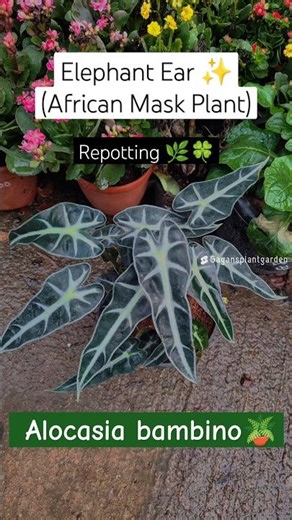 Repotting Alocasia: A Step-by-Step Guide 🪴 #alocasiaamazonica #alocasia Alocasia Bambino Care Tips