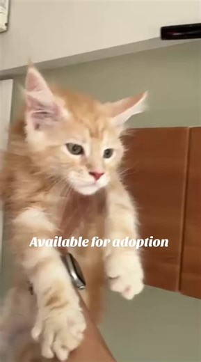 Rachel Maine Coon Kittens Sale (@purebred.maine.kitten)’s video of mainecoon