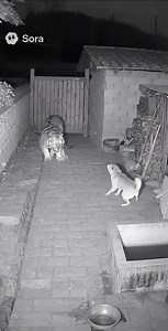 128K views · 809 reactions | Are you a "paper" tiger ? #fyp #sora2 #fblifestyle | Dress Collection By Farjana | Facebook