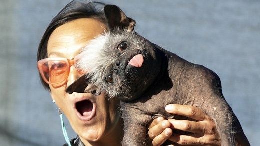 Así es el perro más feo del mundo de 2022: se llama 'Mr. Happy Face' y tiene 17 años