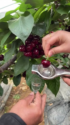 Harvesting Ripe Cherries with a Metal Picker