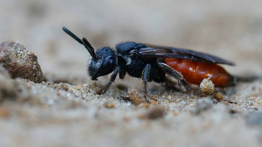 Box-Headed Blood Bee