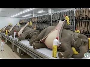 Inside The Elephant Leather Factory From Leather To Luxury prodects.?