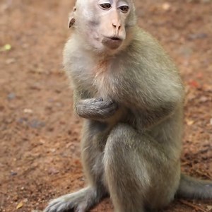 29K views · 722 reactions | OMG Down Was Hit From Behind, And They Are Really Upset, Very Angry | Monkey Rainbow | Monkey Rainbow | Facebook