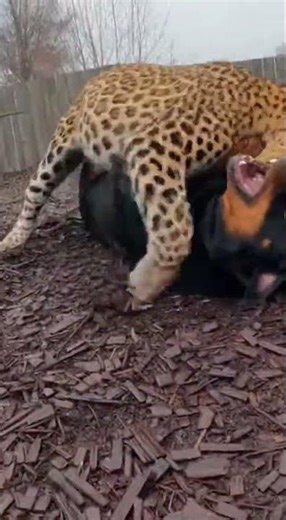 Leopard vs Rottweiler: Intense Face-Off! 🐆🐕 #Shorts