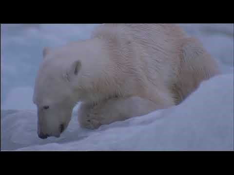 Chewing the Fat: Polar bear feeding habits