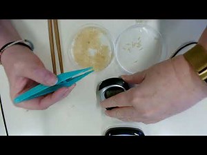 Science Year 6 Week 4 Finches beaks experiment