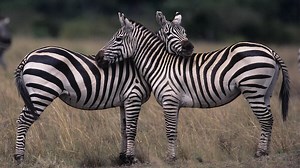 Maryland Officials Using Zebras To Catch Escaped Zebras