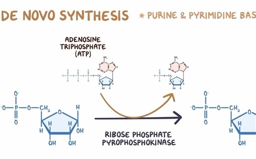「Molecular Biology」13 Nucleotide metabolism