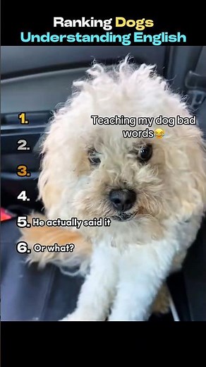Ranking Dogs Understanding English #shorts