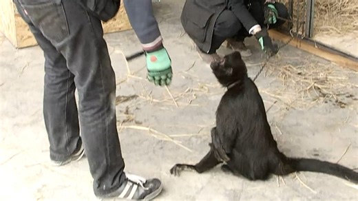 646K views · 35K reactions | Circus monkey gets emotional when he's freed We interviewed Animal Defenders International for this video produced exclusively by GeoBeats. | GeoBeats Animals | Facebook