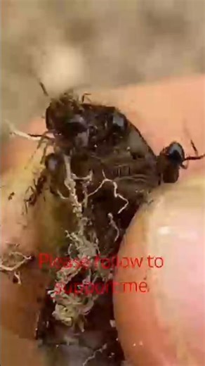 Don’t watch this if you’re scared of ants… 🐜😨”