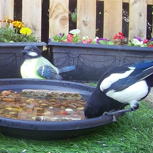 Magpies are probably one of the most recognisable wild garden birds in the UK