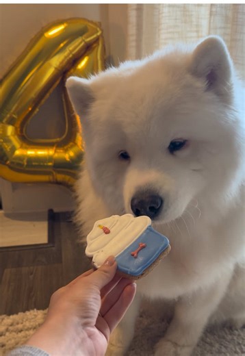 Delightful Samoyed Celebrates with Crunchy Treats