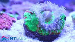 Experts in Fish Health Since 1982 🐟🐠 | NT Labs