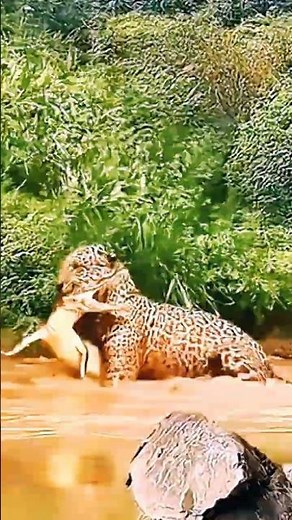 Leopard’s Surprise Attack on Wild Prey – Nature’s Brutal Showdown!