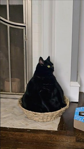 Shim is a traffic cone 😹