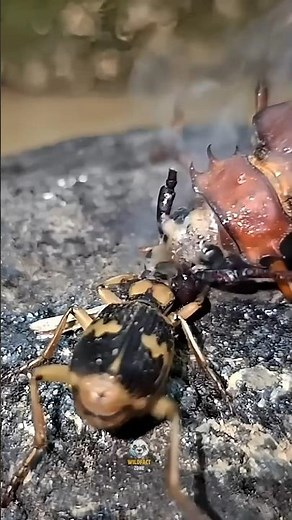 गोली से भी खतरनाक फ़ार्ट! Bombardier Beetle का सच 😱🔥#bombardierbeetle #dangerousinsects #animalfacts