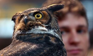 New Ohio law allows falconers to use owls for hunting