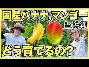 【熱帯果樹】国産バナナとマンゴーの育て方を沖縄の農家のけんゆーさんに教わった【自然農法】