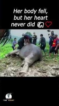 Mother Elephant Faints While Saving Her Baby — What Happened Next Will Break Your Heart 💔🐘👶🐘