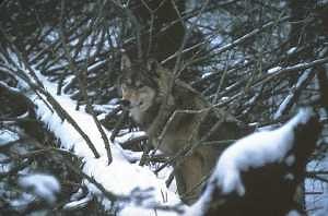 Wolves of Isle Royale offer unique opportunity to learn about predator-prey relationships