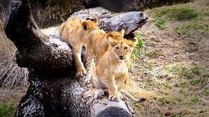 7.6K views · 342 reactions | It's the last week of Zoo Babies presented by Coldwell Banker West Shell. Come see them before they grow up! | Cincinnati Zoo & Botanical Garden | Facebook