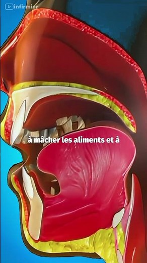 🦷 DENTS : Secrets d'une structure COMPLEXE #santébuccodentaire