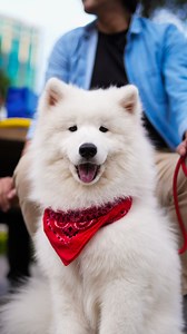 Mochi the fluff. Keep your slippers close. When Mochi misses his mom, Juvy, the slippers don’t stand a chance. A little cloud on the ground, always bouncing, always playful. Certified cutie in front of the camera. | Captured by Myk
