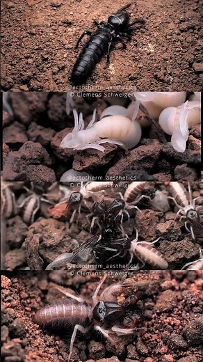 Successful breeding of the black camel spider - Rhagodes melanus #spider #wildlife #camelspider