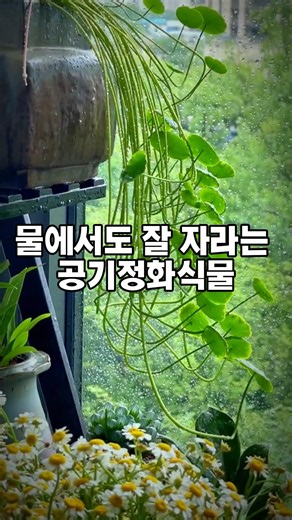 ⭐공기정화식물 추천 🌿 물에서도 잘 자라는 실내식물