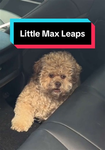 Agile Dog Lil’ Max Makes a Twisting Leap