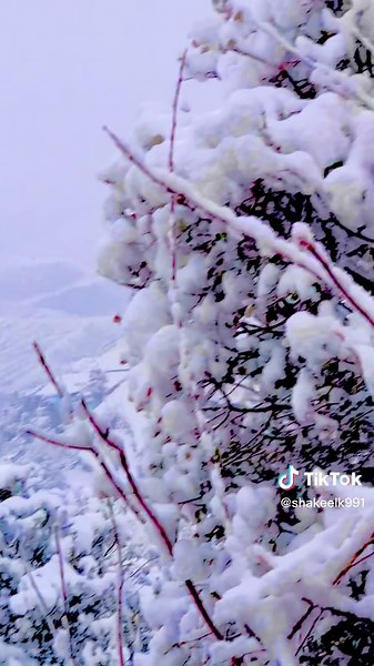 Snowy Landscape: Captivating Winter Scenes