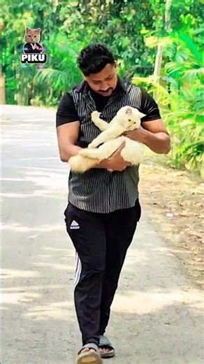 Piku in my village❤️‍🩹🥺 #shorts #shortsfeed #viral #trending #cats #catshorts #explore