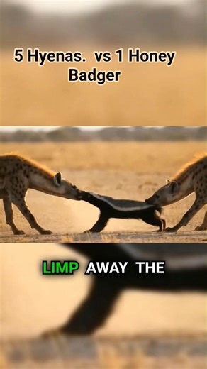 Five Hyenas Tried to Kill a Honey Badger — What Happened Shocked Everyone