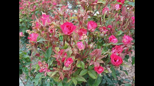 What to know about rose rosette disease