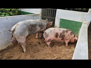 You can breed a sow with a stud that is her father.