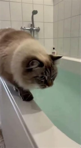 Cat Slips Into Bathtub 😹🛁 [Instant Regret]