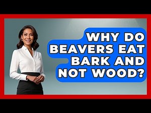 Why Do Beavers Eat Bark And Not Wood? - The Wild Life Explorer