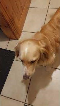 my cousions dog in my aunts house